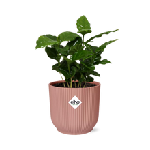 Kamerplant - Coffea Arabica - Pot Ø 14cm