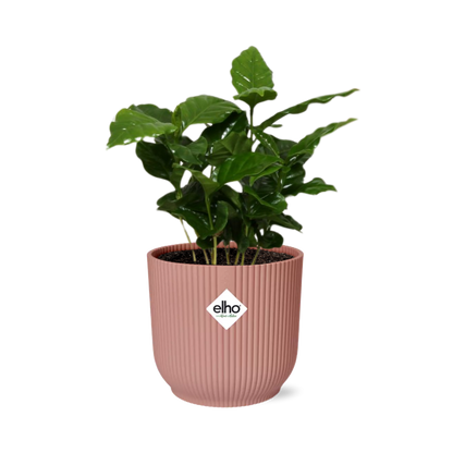 Kamerplant - Coffea Arabica - Pot Ø 14cm