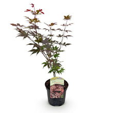 Buitenplant - Acer palmatum Atropurpureum - Paars, Bladverliezend - Pot Ø 19cm Hoogte ↕ 70cm