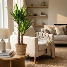 Kamerplant - Yucca Elephantipes - Inclusief zeegras mand - Pot Ø 21cm Hoogte ↕ 90cm