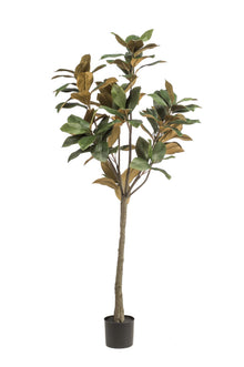 XL Kunstplant - Magnolia Grandiflora - Hoogte ↕ 150cm