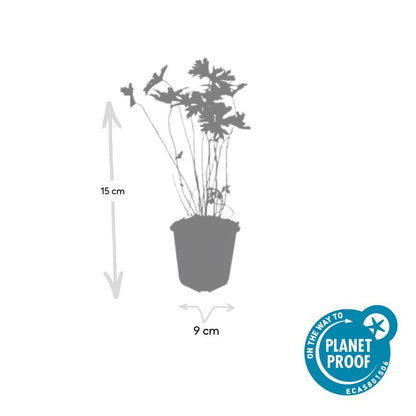 Buitenplant 60x Geranium 'Johnson's Blue' - Bloeiend - Pot Ø 9cm Hoogte ↕ 10-25cm