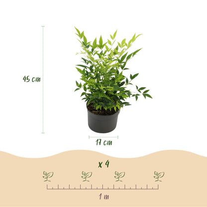 Buitenplant - Nandina Lemon & Lime - Groenblijvend - Pot Ø 17cm Hoogte ↕ 45cm