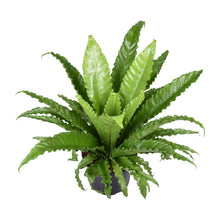 Kamerplant - Asplenium Antiquum Osaka - Pot Ø 23cm Hoogte ↕ 60cm