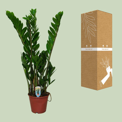 Kamerplant - Zamioculcas Zamiifolia - Pot Ø 14cm Hoogte ↕ 50cm