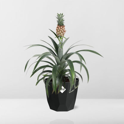 Kamerplant - Ananas Mi Amigo - Pot Ø 14cm