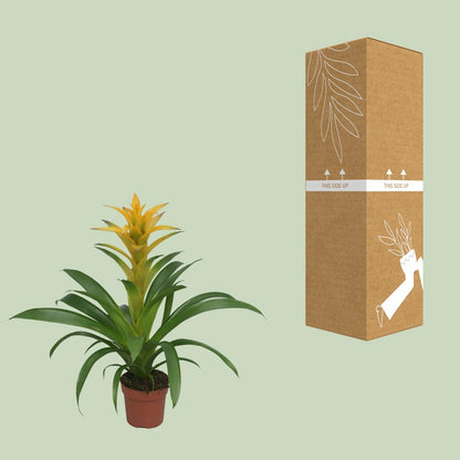 Kamerplant - Guzmania Desire - Pot Ø 12cm Hoogte ↕ 45cm