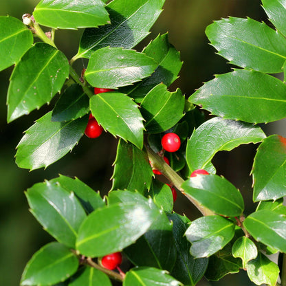 Buitenplant - Ilex meserveae 'Blue Maid' op stam - Winterhard, Rode bes - Pot Ø 19cm Hoogte ↕ 90cm
