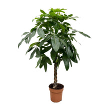 Kamerplant - Pachira Aquatica - XL - Pot Ø 27cm Hoogte ↕ 150cm