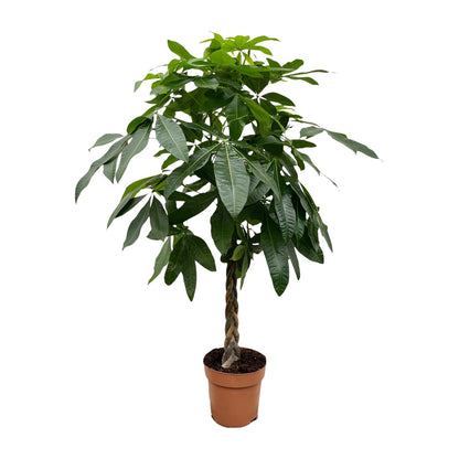 Kamerplant - Pachira Aquatica - Hoogte ↕ 35-160cm