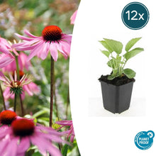 Buitenplant 12x Echinacea purpurea 'Magnus' - Bloeiend - Pot Ø 9cm Hoogte ↕ 10-25cm