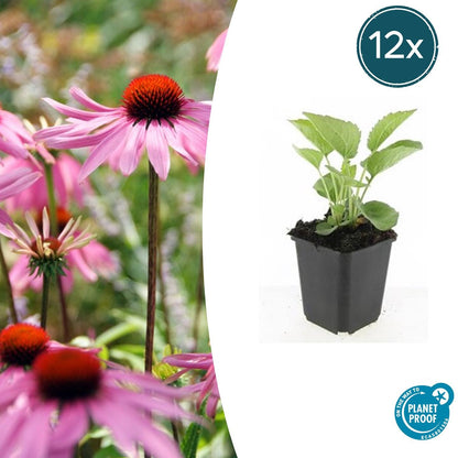 Buitenplant 12x Echinacea purpurea 'Magnus' - Bloeiend - Pot Ø 9cm Hoogte ↕ 10-25cm