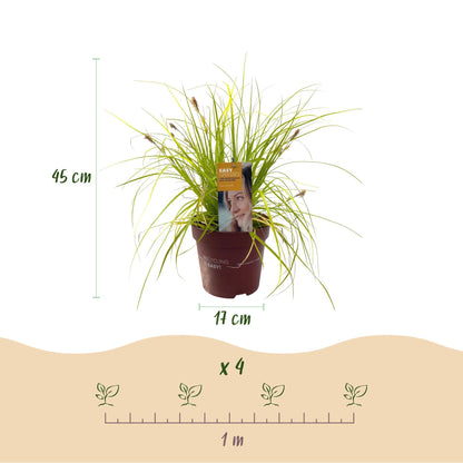 Buitenplant - Carex oshimensis Everillo - Winterhard - Pot Ø 17cm Hoogte ↕ 50cm