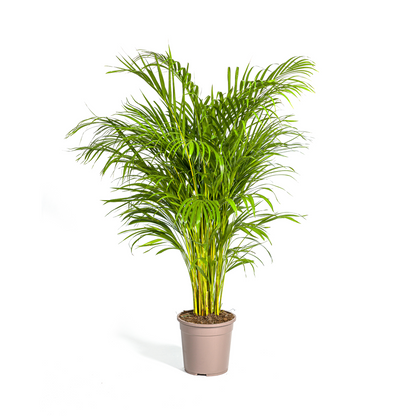 Kamerplant - Dypsis Areca Lutescens - Pot Ø 24cm Hoogte ↕ 120-140cm