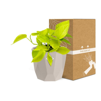 Kamerplant - Epipremnum Pinnatum 'Golden Pothos' - Pot Ø 14cm