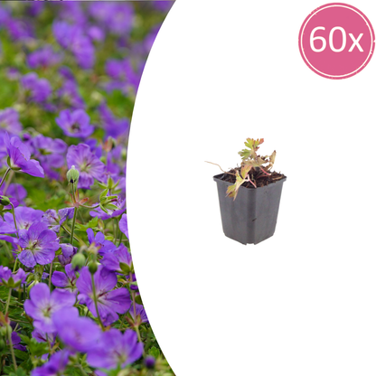 Buitenplant 60x Geranium 'Azure Rush' - Bloeiend - Pot Ø 9cm Hoogte ↕ 10-25cm