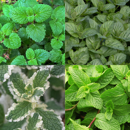 Buitenplant 24x Borderpakket Thee Kruiden - Vaste planten - Pot Ø 11cm Hoogte ↕ 10-25cm