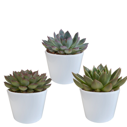 Kamerplant 3x Echeveria mix - Inclusief witte pot - Pot Ø 10.5cm