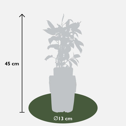 Buitenplant - Actinidia arguta 'Issai' - Kiwibes - Winterhard - Pot Ø 13cm Hoogte ↕ 45cm