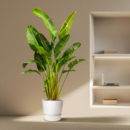 XL kamerplant - Strelitzia Augusta multi stam - Pot Ø 30-40cm Hoogte ↕ 250cm