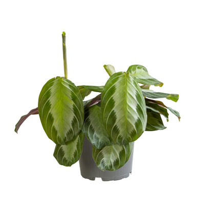 Kamerplant - Maranta Silver Band - Pot Ø 12cm Hoogte ↕ 30cm