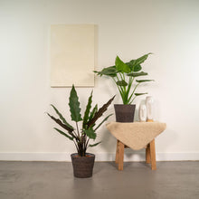 Kamerplant Duo - Alocasia Cucullata + Alocasia Lauterbachiana