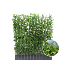 Buitenplant - Hedera hibernica - Klimop Kant-en-Klaar Haag - Breedte ↔ 120cm Hoogte ↕ 120cm