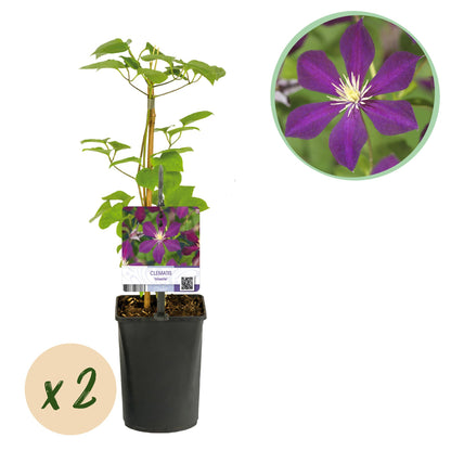 Buitenplant 2x Clematis Mikelite - Klimplant - Bloeiend - Pot Ø 11cm Hoogte ↕ 40cm