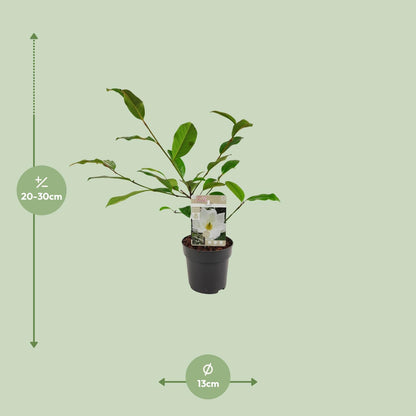 Kamerplant - Michelia Fairy Magnolia Cream - Pot Ø 13cm Hoogte ↕ 25cm