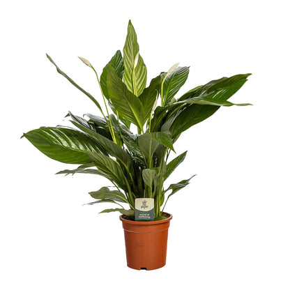 Kamerplant - Spathiphyllum Bingo Cupido - Luchtzuiverend - Pot Ø 19cm Hoogte ↕ 80cm
