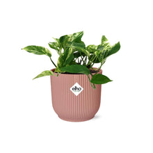 Kamerplant - Scindapsus (Epipremnum) Marble Queen - Pot Ø 14cm