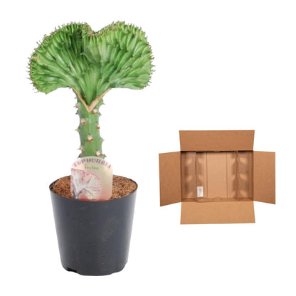 Kamerplant - Euphorbia lactea Cristata groen - Pot Ø 12cm Hoogte ↕ 35cm