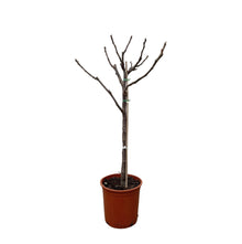 Buitenplant - Ficus Carica op stam - Pot Ø 20cm Hoogte ↕ 100cm