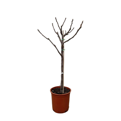 Buitenplant - Ficus Carica op stam - Pot Ø 20cm Hoogte ↕ 100cm