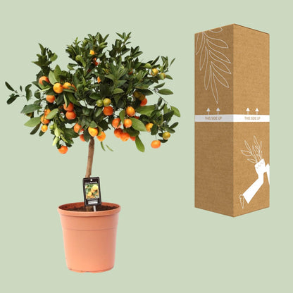 Kamerplant - Citrus Calamondin - Pot Ø 22cm Hoogte ↕ 80cm