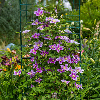 Buitenplant 2x Clematis Piilu - Bloeiend - Pot Ø 11cm Hoogte ↕ 40cm