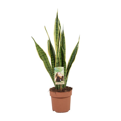 Kamerplant - Sansevieria Trifasciata Laurentii - Luchtzuiverend - Pot Ø 17cm Hoogte ↕ 60cm
