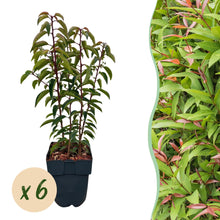 Buitenplant 6x Prunus lusitanica Angustifolia - Groenblijvend - Pot Ø 17cm Hoogte ↕ 50cm