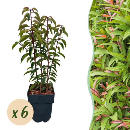 Buitenplant 6x Prunus lusitanica Angustifolia - Groenblijvend - Pot Ø 17cm Hoogte ↕ 50cm