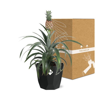 Kamerplant - Ananas Mi Amigo - Pot Ø 14cm