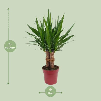 Kamerplant - Yucca 'Tres Cañas' 3-stam - Pot Ø 19cm Hoogte ↕ 70cm