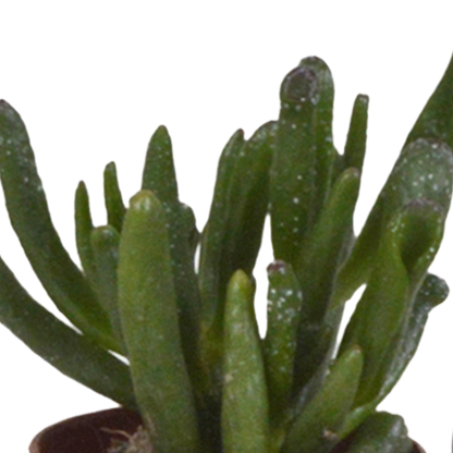Kamerplant 10x Vetplanten Mix - Pot Ø 5.5cm