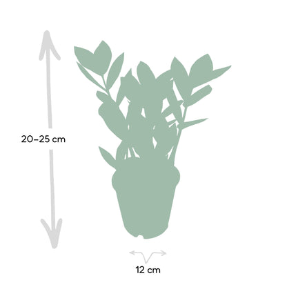 Kamerplant - Zamioculcas - Pot Ø 12cm Hoogte ↕ 35cm