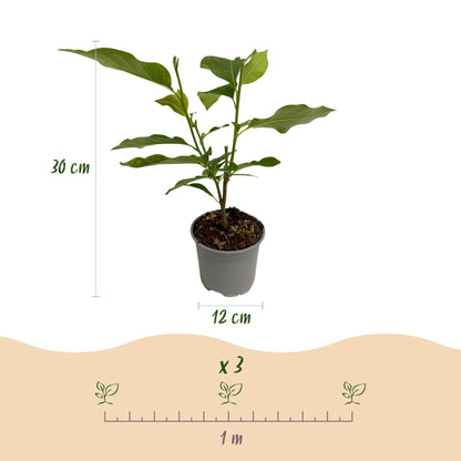 Buitenplant - Magnolia Susan - Bloeiend - Pot Ø 12cm Hoogte ↕ 30cm