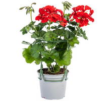 Buitenplant 8x Pelargonium peltatum Mix - Bloeiend - Pot Ø 12cm Hoogte ↕ 20cm