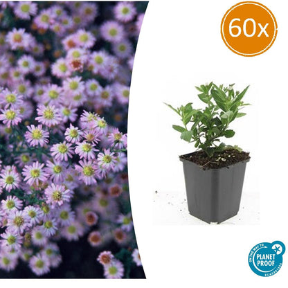 Buitenplant 60x Aster ageratoides 'Stardust' - Bloeiend - Pot Ø 9cm Hoogte ↕ 10-25cm