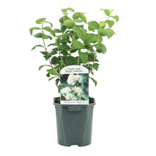 Buitenplant - Philadelphus 'Snowbelle' - Bloeiend - Pot Ø 17cm Hoogte ↕ 45cm