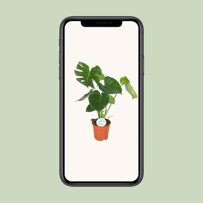 Kamerplant - Monstera Deliciosa - Hoogte ↕ 32-180cm
