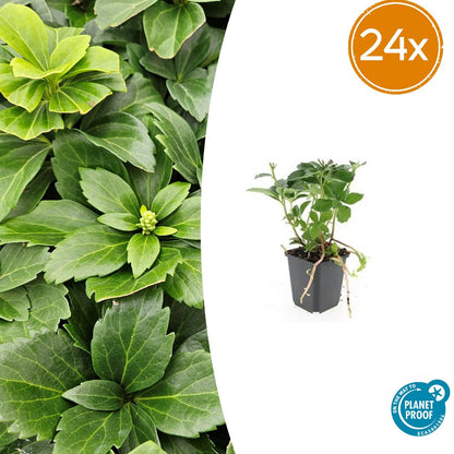 Buitenplant 24x Pachysandra terminalis - Pot Ø 9cm Hoogte ↕ 10-25cm