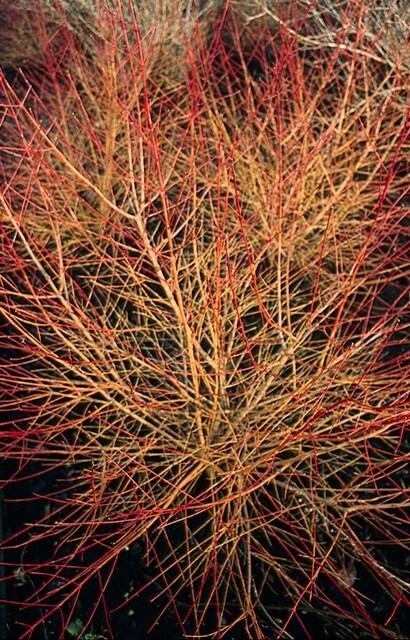 Buitenplant 48x Cornus sang. 'Anny's Winter Orange' - Pot Ø 9cm Hoogte ↕ 10-25cm